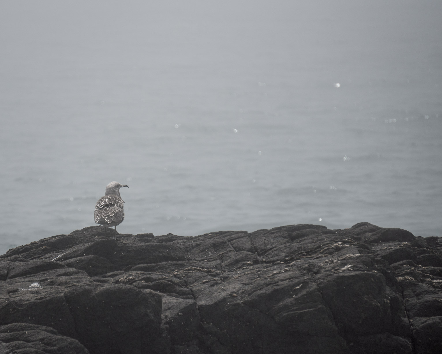 A gull sits on a rock, water blurry behind